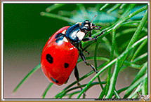 coccinelles